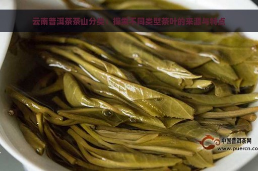 云南普洱茶茶山分类：探索不同类型茶叶的来源与特点