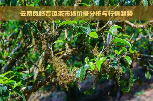 云南凤临普洱茶市场价格分析与行情趋势