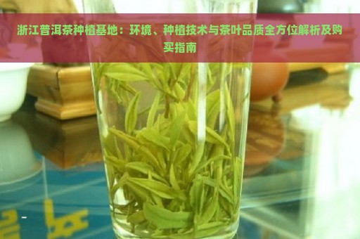 浙江普洱茶种植基地：环境、种植技术与茶叶品质全方位解析及购买指南