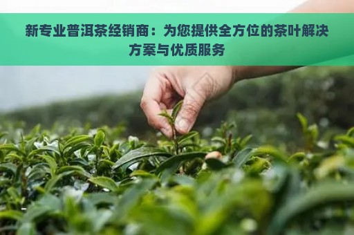 新专业普洱茶经销商：为您提供全方位的茶叶解决方案与优质服务