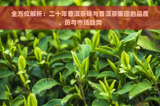 全方位解析：二十年普洱茶砖与普洱茶集团的品质、历与市场趋势