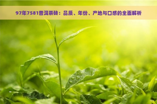 97年7581普洱茶砖：品质、年份、产地与口感的全面解析