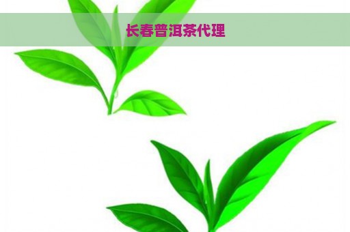 长春普洱茶代理