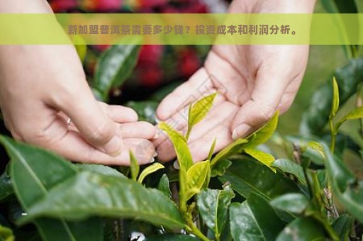 新加盟普洱茶需要多少钱？投资成本和利润分析。