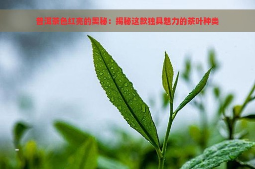 普洱茶色红亮的奥秘：揭秘这款独具魅力的茶叶种类