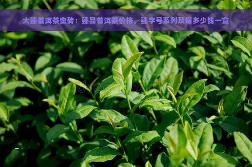 大臻普洱茶蛮砖：臻品普洱茶价格，臻字号系列及烟多少钱一盒