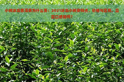 小树冰岛普洱茶为什么贵：2021冰岛小树茶特点、价格与区别，品尝口感如何？