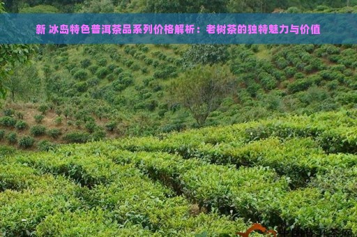 新 冰岛特色普洱茶品系列价格解析：老树茶的独特魅力与价值