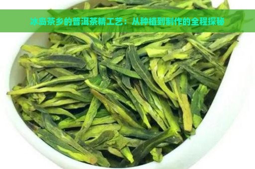 冰岛茶乡的普洱茶精工艺：从种植到制作的全程探秘