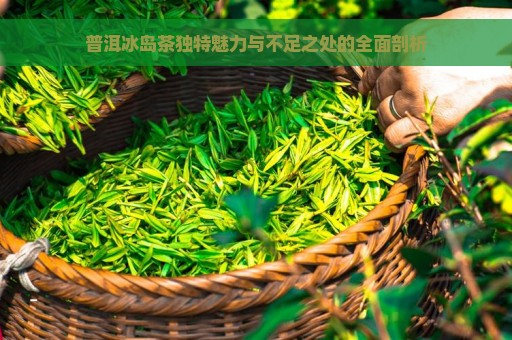 普洱冰岛茶独特魅力与不足之处的全面剖析