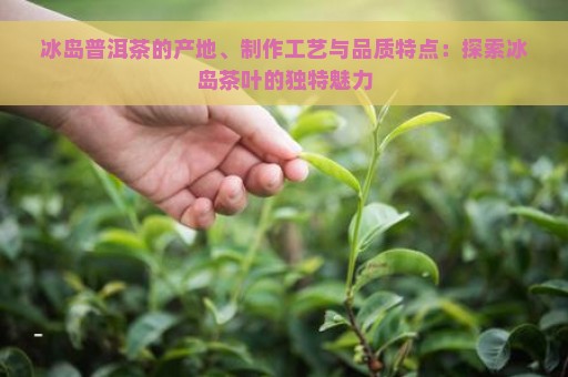 冰岛普洱茶的产地、制作工艺与品质特点：探索冰岛茶叶的独特魅力