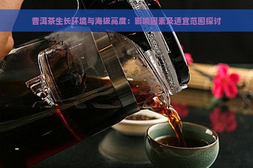 普洱茶生长环境与海拔高度：影响因素及适宜范围探讨