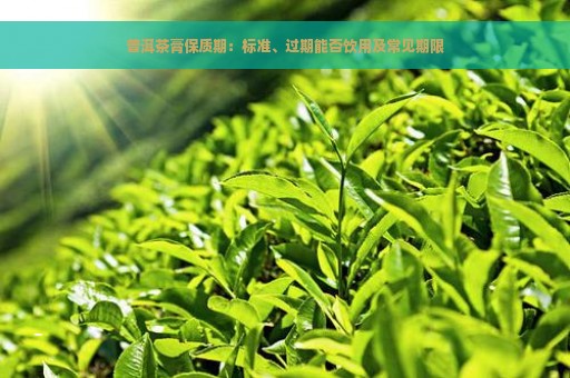 普洱茶膏保质期：标准、过期能否饮用及常见期限