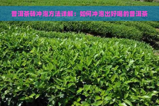 普洱茶砖冲泡方法详解：如何冲泡出好喝的普洱茶