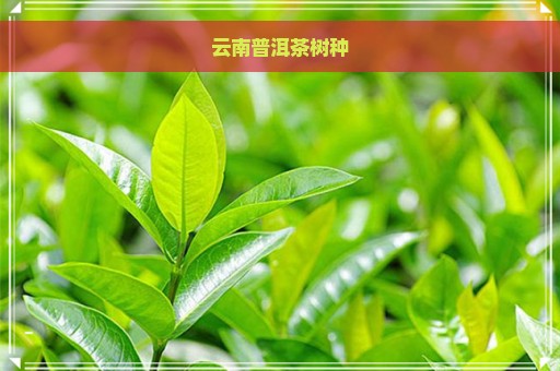 云南普洱茶树种