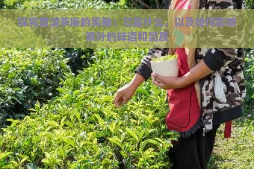 探究普洱茶底的奥秘：它是什么，以及如何影响茶叶的味道和品质