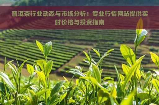 普洱茶行业动态与市场分析：专业行情网站提供实时价格与投资指南