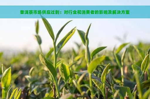 普洱茶市场供应过剩：对行业和消费者的影响及解决方案