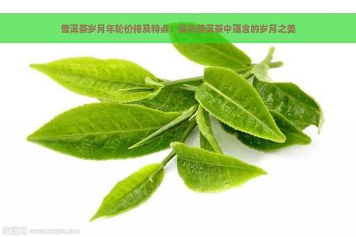 普洱茶岁月年轮价格及特点：探究普洱茶中蕴含的岁月之美