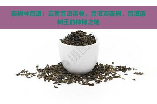 茶树林普洱：云南普洱茶林、普洱市茶树、普洱茶树王的神秘之地