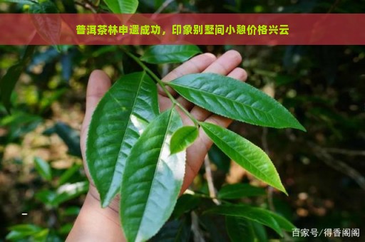 普洱茶林申遗成功，印象别墅间小憩价格兴云