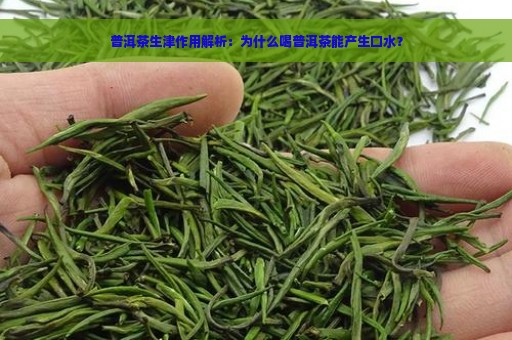 普洱茶生津作用解析：为什么喝普洱茶能产生口水？