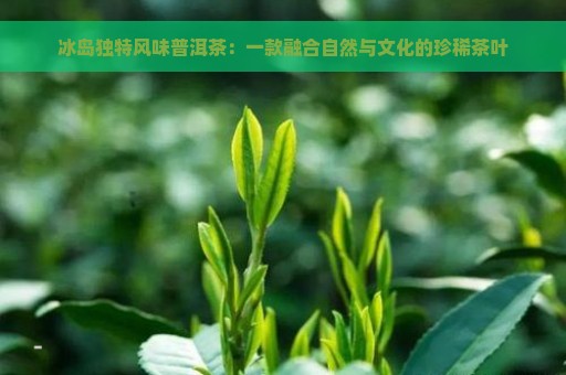 冰岛独特风味普洱茶：一款融合自然与文化的珍稀茶叶