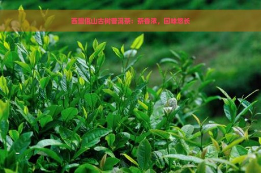 西盟佤山古树普洱茶：茶香浓，回味悠长