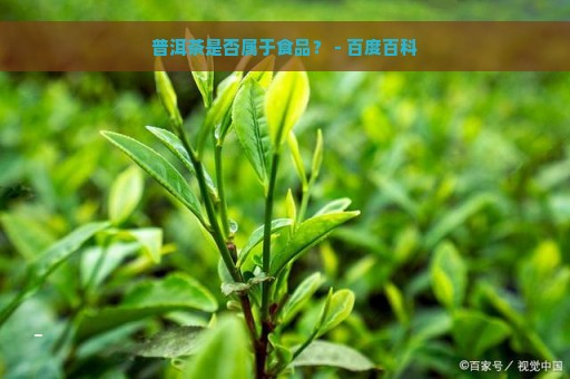 普洱茶是否属于食品？ - 百度百科