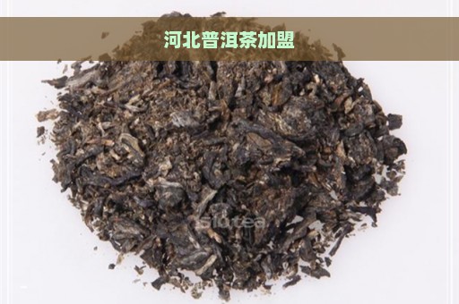 河北普洱茶加盟