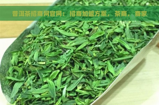 普洱茶招商网官网： 招商加盟方案， 茶商， 商家