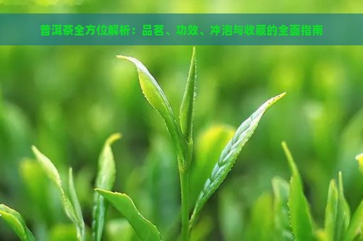 普洱茶全方位解析：品茗、功效、冲泡与收藏的全面指南