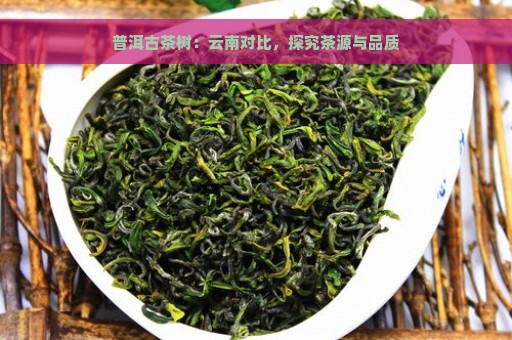 普洱古茶树：云南对比，探究茶源与品质