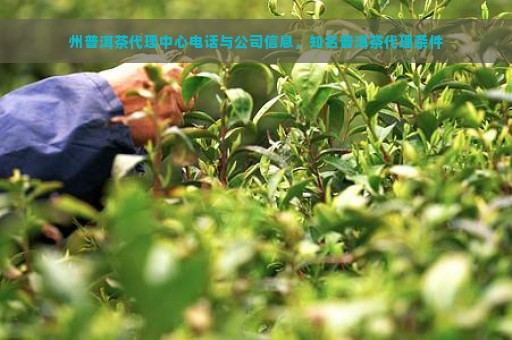 州普洱茶代理中心电话与公司信息，知名普洱茶代理条件