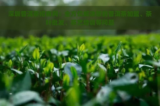 深圳普洱茶招商网：全方位解决您的普洱茶加盟、茶叶批发、茶艺培训等问题