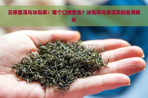 云茶普洱与冰岛茶：哪个口感更佳？冰岛茶与普洱茶的差异解析