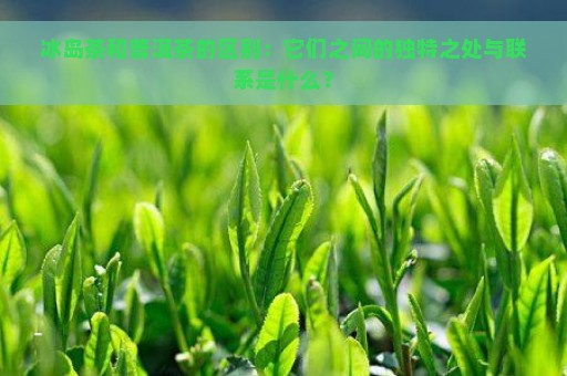 冰岛茶和普洱茶的区别：它们之间的独特之处与联系是什么？