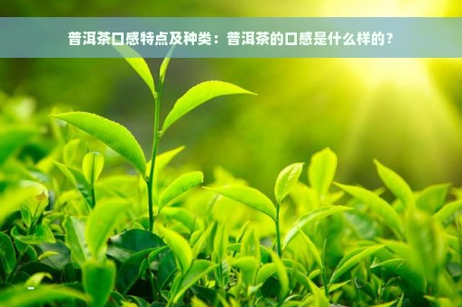 普洱茶口感特点及种类：普洱茶的口感是什么样的？