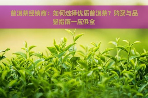 普洱茶经销商：如何选择优质普洱茶？购买与品鉴指南一应俱全