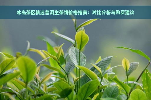 冰岛茶区精选普洱生茶饼价格指南：对比分析与购买建议