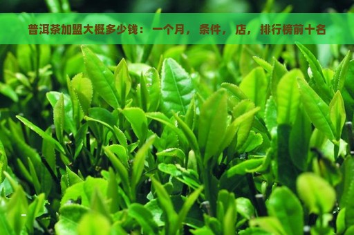 普洱茶加盟大概多少钱： 一个月， 条件， 店， 排行榜前十名