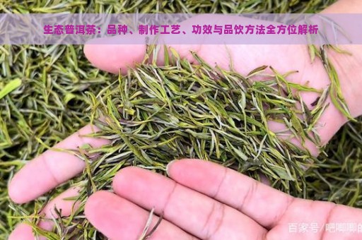 生态普洱茶：品种、制作工艺、功效与品饮方法全方位解析