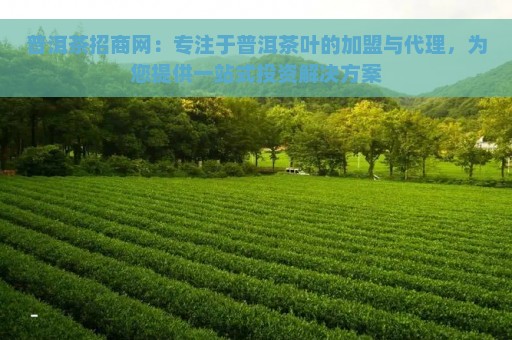 普洱茶招商网：专注于普洱茶叶的加盟与代理，为您提供一站式投资解决方案