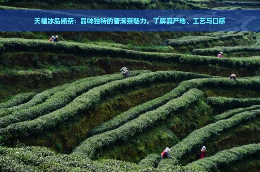 天福冰岛熟茶：品味独特的普洱茶魅力，了解其产地、工艺与口感