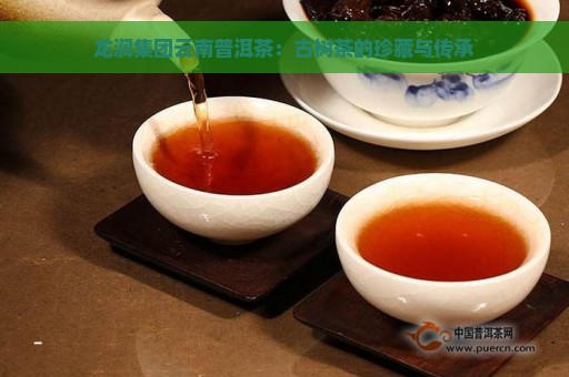 龙润集团云南普洱茶：古树茶的珍藏与传承