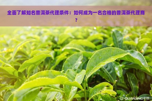 全面了解知名普洱茶代理条件：如何成为一名合格的普洱茶代理商？