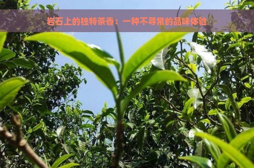 岩石上的独特茶香：一种不寻常的品味体验