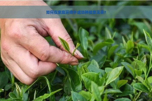 如何在家庭环境中成功种植普洱茶？