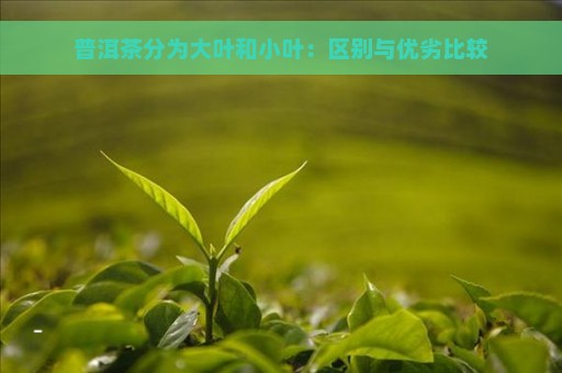 普洱茶分为大叶和小叶：区别与优劣比较