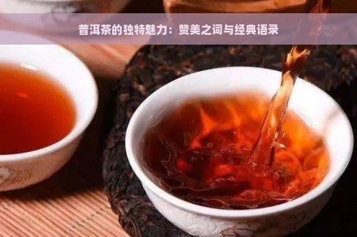 普洱茶的独特魅力：赞美之词与经典语录